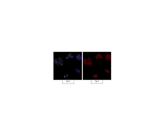 62-8492-64　抗整合素αVβ3抗体，克隆LM609, Alexa Fluor (R) 555共轭　MAB1976-AF555