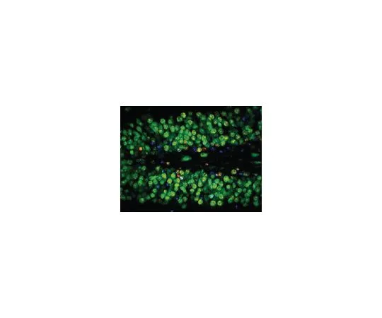 62-8489-21　抗NeuN,克隆A60, AlexaFluor (R) 488共轭;500μg　MAB377X