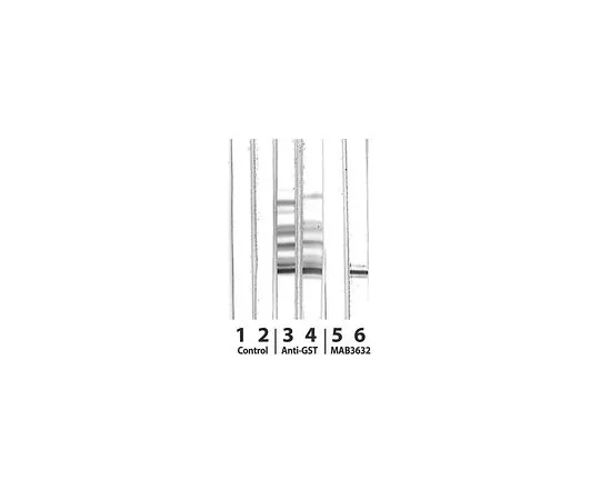 62-8495-37　抗过氧化物酶体增殖物激活受体γ1和2,磷特异性 (Ser112);100μL　MAB3632