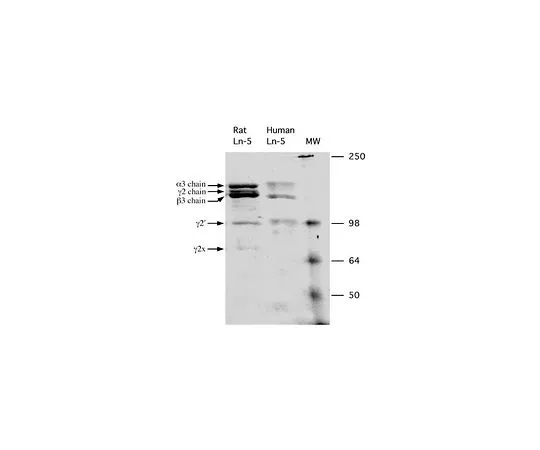 62-8480-44　大鼠瘦肉-5;10μg　CC145