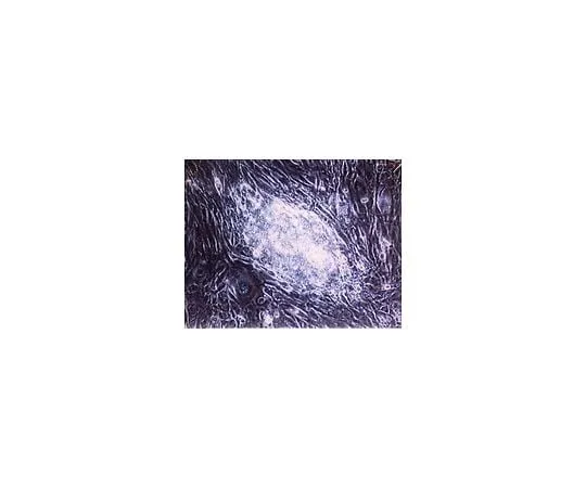 62-8482-72　Rat ESGRO (R);106个单位　ESG2206