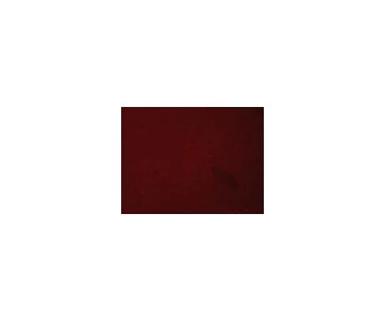62-8534-57　自发荧光消除剂试剂;50毫升　2160
