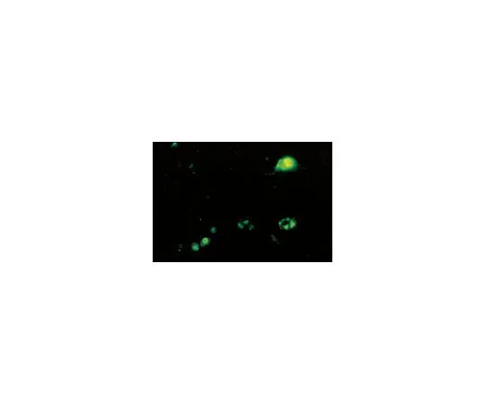 62-8490-13　抗肠道病毒71,与柯萨奇A16交叉反应，克隆422-8D-4C-4D;100μL　MAB979