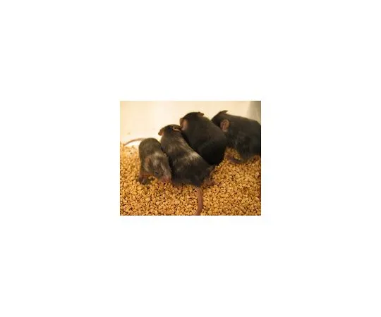 62-8532-48　柱状茎B6-白鼠ES细胞;两个小瓶　SCR011