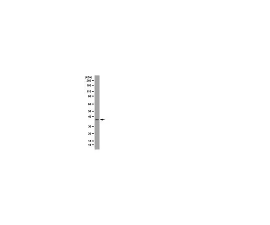 62-8496-59　抗DPPA-2,克隆6C1.2;100μg　MAB4356