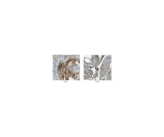 62-8526-46　抗润滑油/蛋白多糖4克隆9G3　MABT401