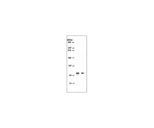 62-8507-42　抗ADAR2,克隆1.3.1　MABE889