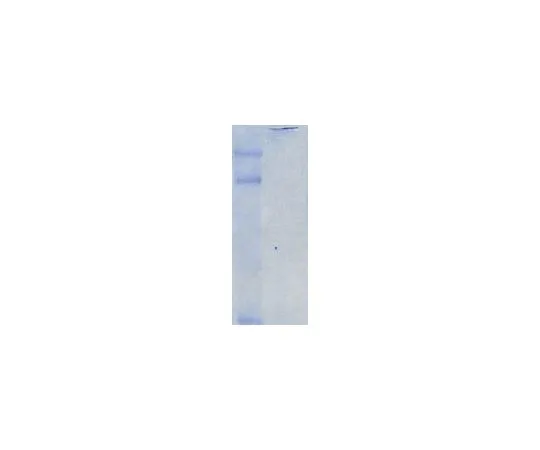 62-8480-37　鸡细胞外硫酸软骨素蛋白多糖;100μg　CC117