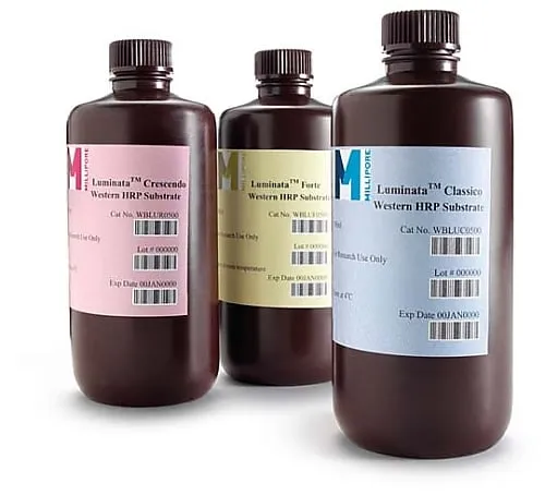 61-0206-81　Luminata Forte Western HRP基板，500mL500mL　WBLUF0500