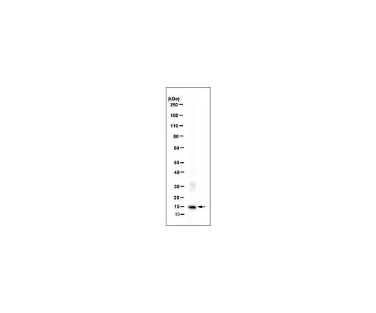 62-8509-61　抗S100A9,克隆2A5 (无Azide)　MABF290