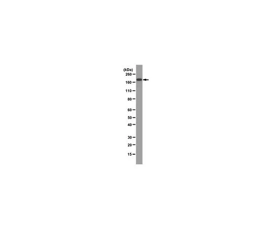 62-8495-09　抗血管紧张素转化酶，克隆2E2　MAB3502-I