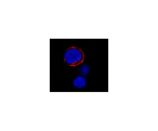 62-8525-04　抗CD173和CD174抗体，克隆BRIC 231　MABS1927