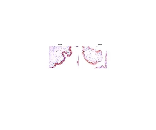 62-8499-86　反IDO,克隆1F8.2;100μg　MAB10009