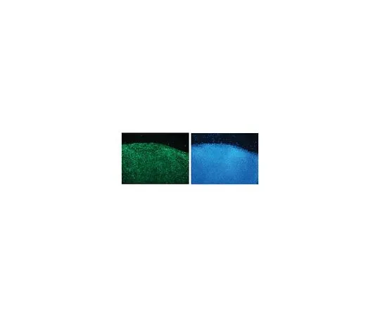 62-8496-83　抗HESCA-1,克隆051007-4A5, 100μg　MAB4407