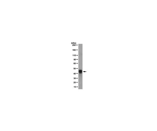 62-8527-32　抗GST·标签 (TM) 融合蛋白;50μg　MAC111