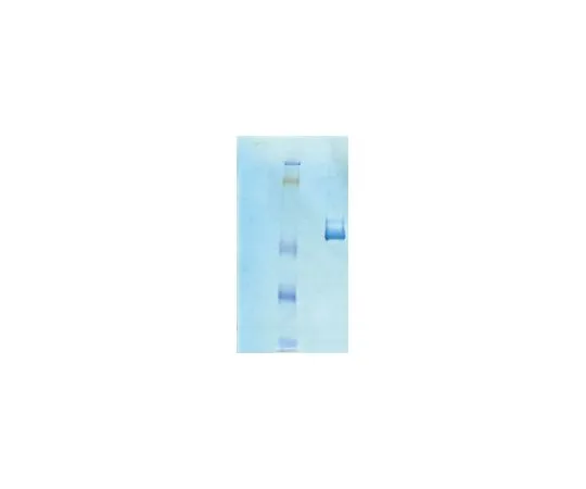 62-8480-33　维体凝集素，人纯化蛋白;100μg　CC080