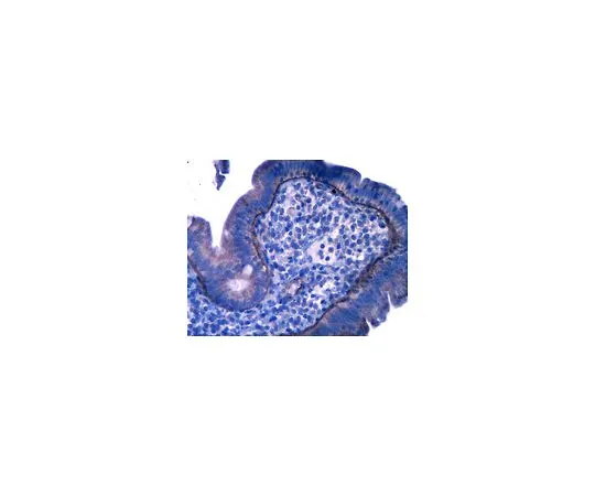 62-8525-25　抗层粘连蛋白α5,克隆4B12;100μL　MABT39
