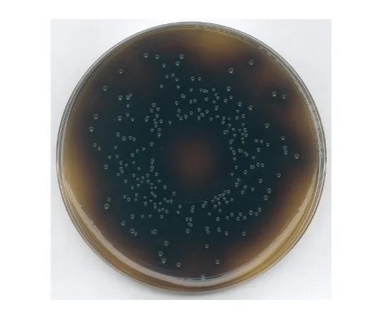 61-0200-37　Oxford Listeria Selective Agar Basic Medium用于微生物学107004 500G　1.07004.0500