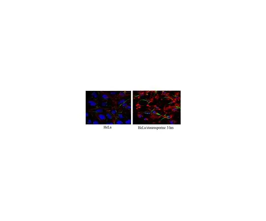62-8500-17　抗Caspase3 (活性形式) 抗体，克隆3D9.3猫。不是，是MAB10753　MAB10753