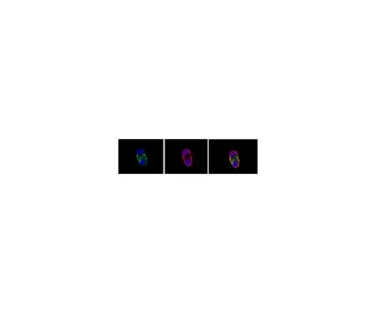 62-8488-50　抗A2B5,克隆A2B5-105;100μg　MAB312