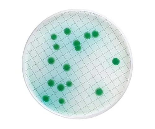 61-0201-40　Milliflex Cetrimide琼脂填充中盒48 x 1 ST　MXSMCET48