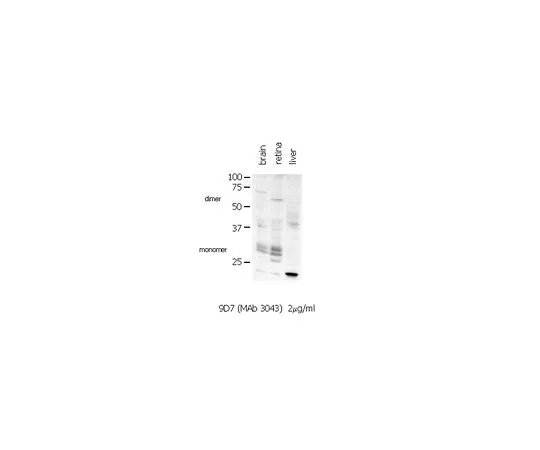 62-8494-11　抗连接蛋白35/36,克隆9D7.2;100μg　MAB3043