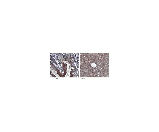 62-8509-06　抗Viperin,克隆MaP.VIP;100μg　MABF106