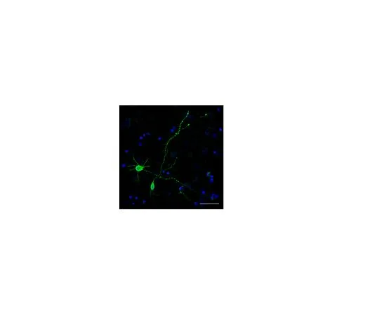 62-8493-71　米利标记 (TM) 氟泛神经元标记;100μL　MAB2300X