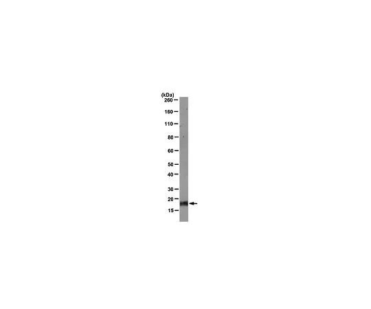 62-8505-32　抗ID4,克隆DML07;100μg　MABE164