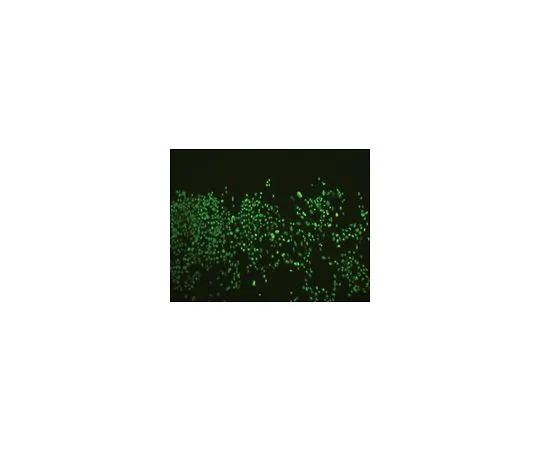 62-8490-71　反核，克隆235-1;100μL　MAB1281