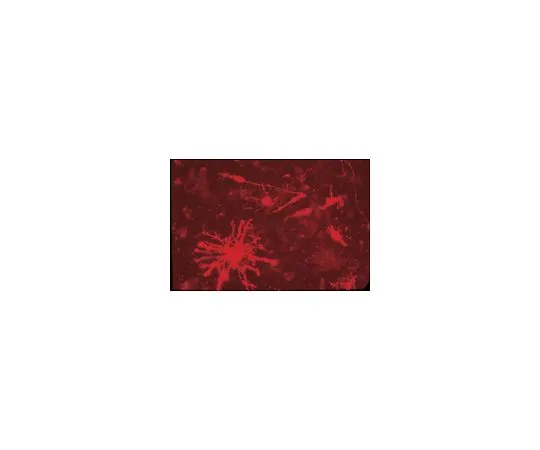 62-8491-36　抗硫酸软骨素蛋白多糖，核心蛋白表位，克隆Cat-315;100μL　MAB1581