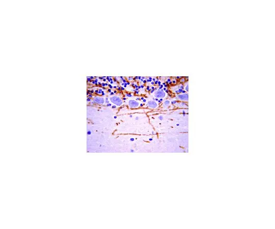 62-8489-26　抗髓鞘碱性蛋白，a.a。129-138,克隆1;2毫升　MAB382