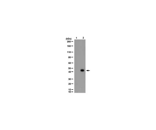 62-8521-94　抗磷-MAPK1/2抗体 (Thr203/Ty205) ，克隆14B9.1猫。不是，是MABS71　MABS71