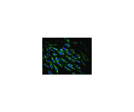 62-8490-64　抗线粒体抗体，克隆113-1, Alexa Fluor (R) 488缀合　MAB1273A4