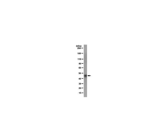 62-8527-33　抗S·标签 (TM) 融合蛋白;50μg　MAC112