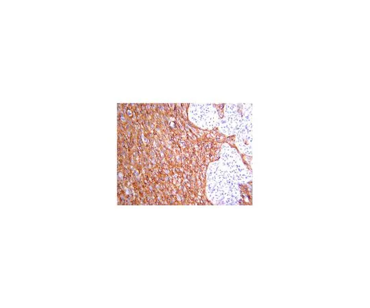 62-8493-83　抗Glypican-1,克隆4D1;100μg　MAB2600