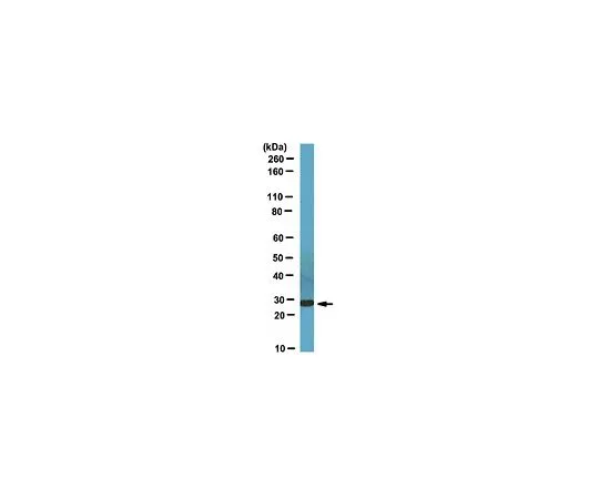 62-8472-53　反CCDC53;100μg　ABT69