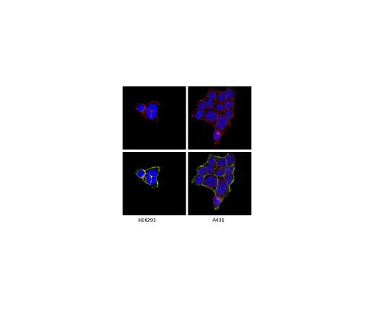 62-8492-60　抗整合素α1,克隆FB12;100μg　MAB1973