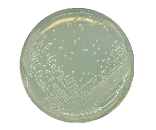 61-0204-43　BAT琼脂微生物学培养基107994 500G　1.07994.0500