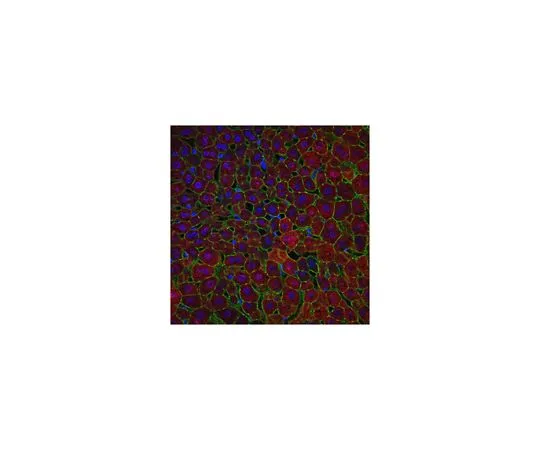 62-8470-62　抗精氨酸酶1　ABS535