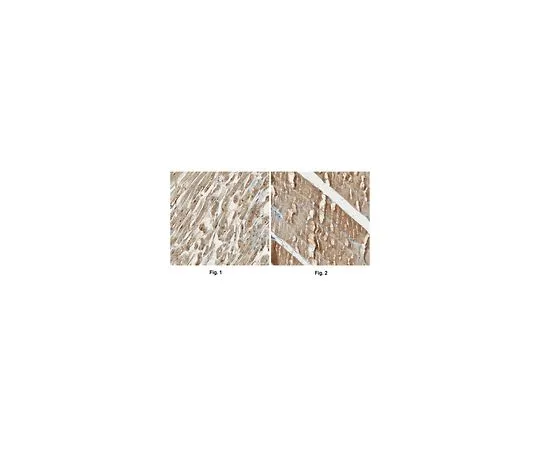 62-8489-48　抗Cav1.1α1s抗体，克隆1A,无腹水　MAB427-C