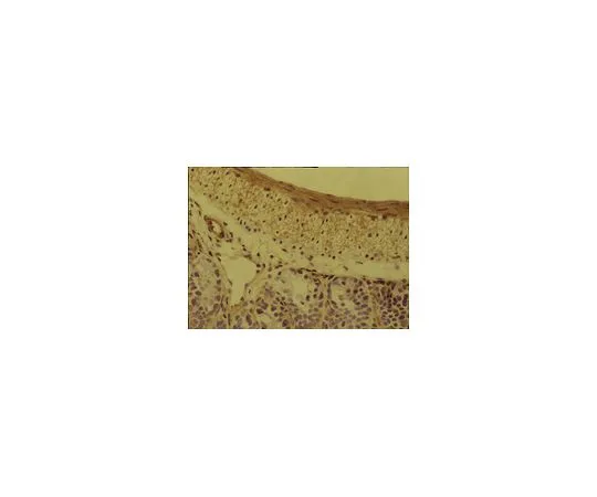 62-8493-82　抗整合素α5beta1,克隆BMC5;100μL　MAB2575
