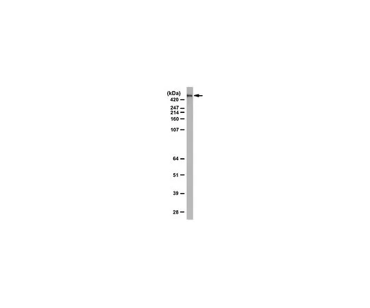 62-8471-50　抗库比林　ABS1070