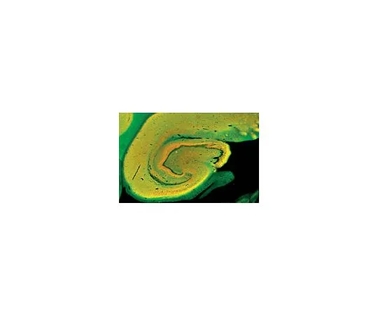 62-8488-72　抗合成蛋白，克隆SP8;100μL　MAB336