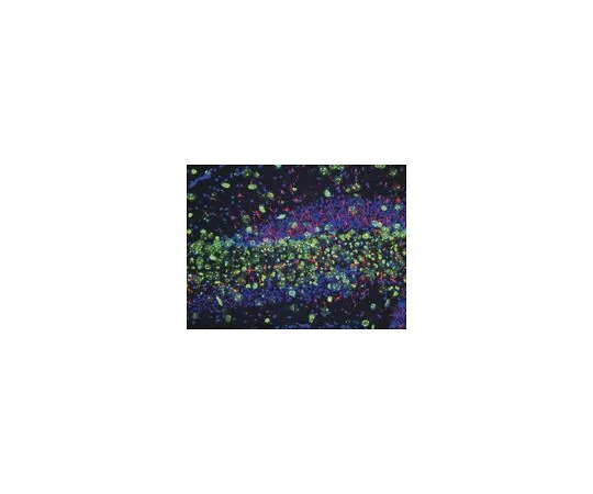 62-8488-98　抗Nestin,克隆rat401;100μg　MAB353