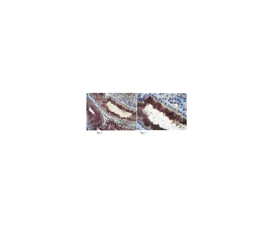 62-8500-14　抗Plexin-A3,克隆18A9.2;100μg　MAB10422