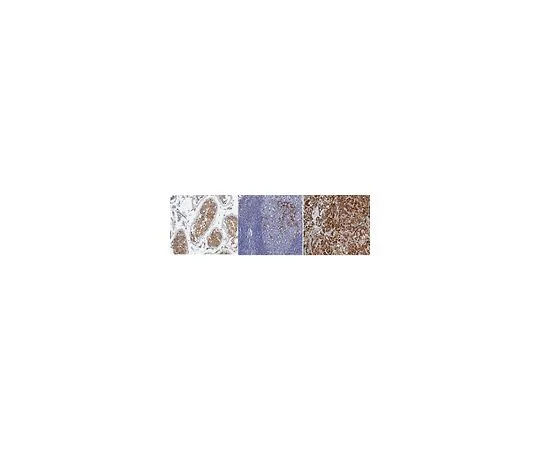 62-8523-92　抗核苷酸-2/Nestafin-1抗体，克隆3B3.1　MABS1164