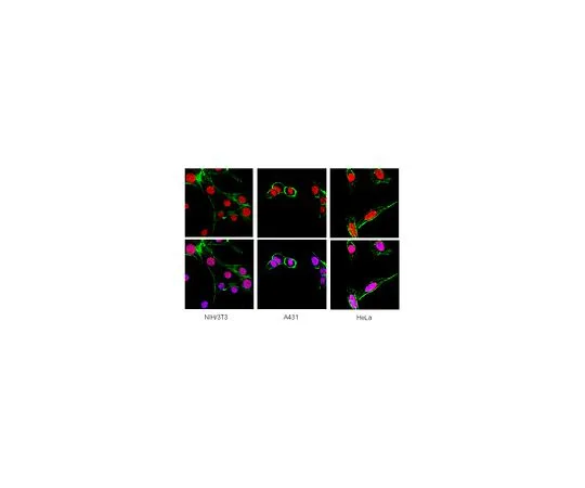 62-8494-98　抗异染色质蛋白-1β，克隆1MOD-1A9;100μL　MAB3448