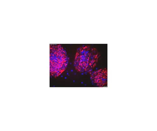 62-8496-70　抗TRA-1-81,克隆TRA-1-81,Cy3共轭　MAB4381C3
