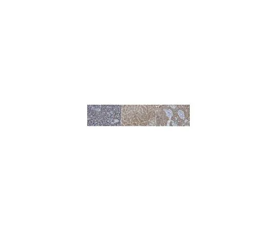 62-8526-89　抗N-钙粘蛋白抗体，克隆6A9.2　MABT530